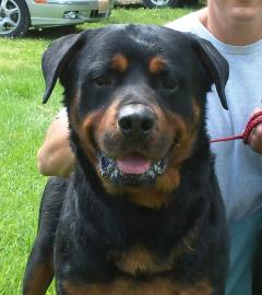 Bruno
