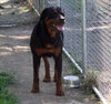 Bruno