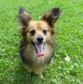 Chewy
