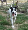 Dillinger