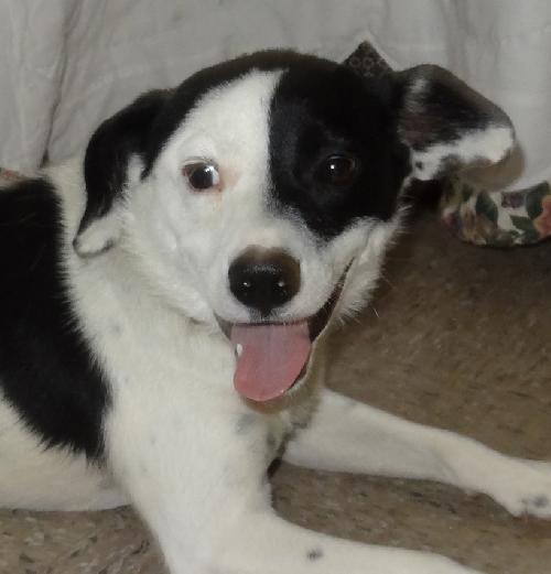 Domino