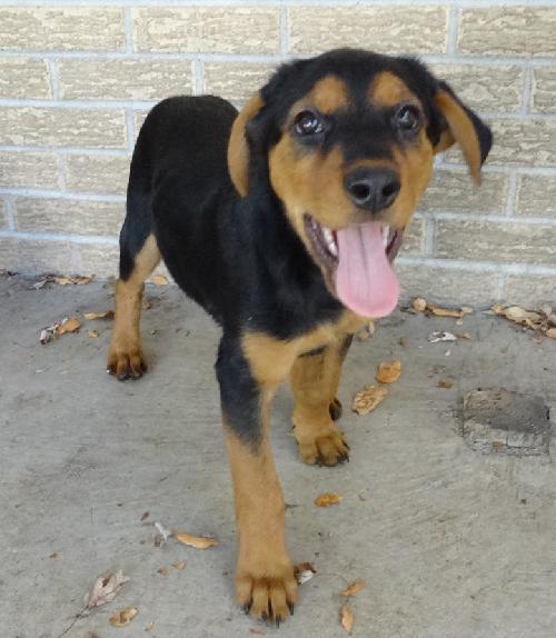 american foxhound german shepherd mix puppy