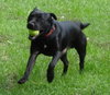 Brazen