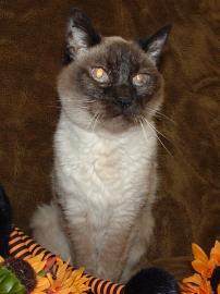 Sybil