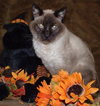 Sybil