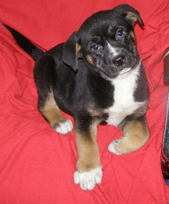Tucker