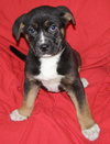 Tucker