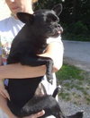 Dolly