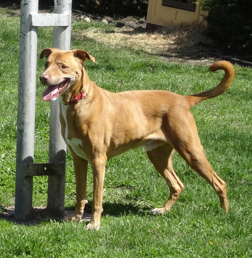 Tyson