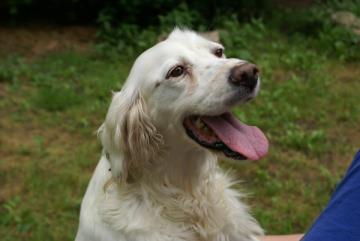 Duchess