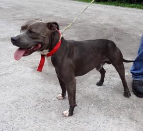 Stryker