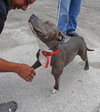 Stryker