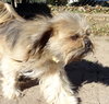 Chewy