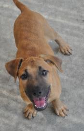 Roscoe