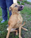Roscoe