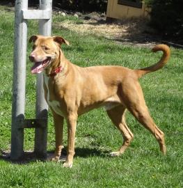 Tyson(Chewy)