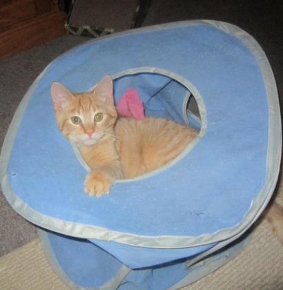 Rufus