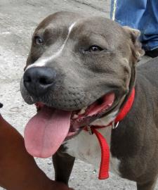 Stryker