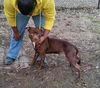 Brody