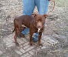 Brody