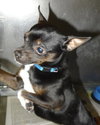 Bruno