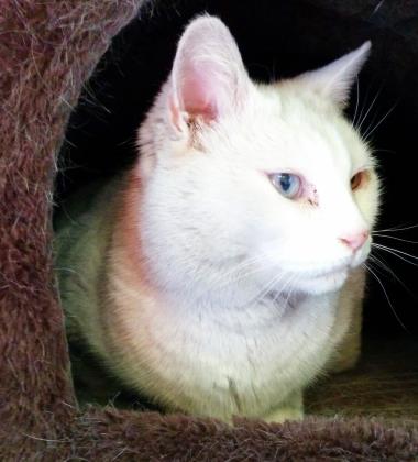 Snowball
