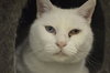 Snowball