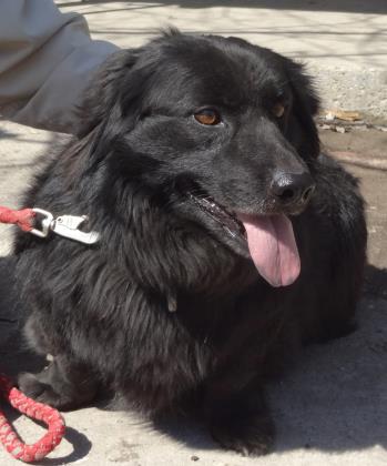 Blackie