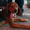 Copper/Jax