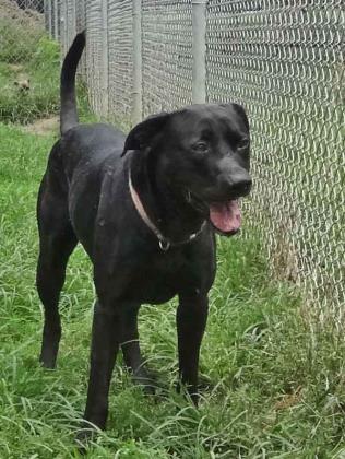 Bosco