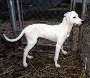 Dottie