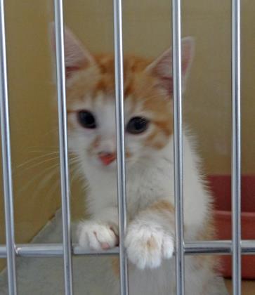 Tigger