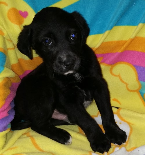 Frodo (AdoptionPending)