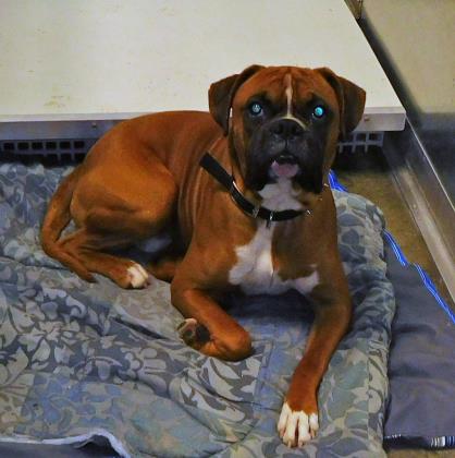 Buster Brown