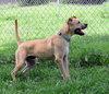 Syrus