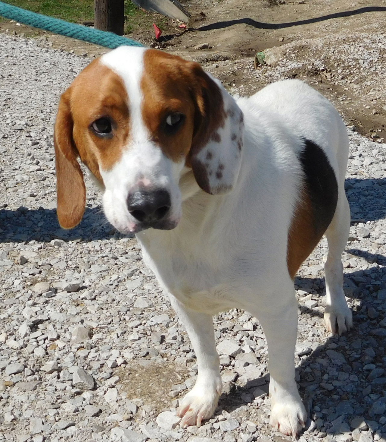 Large beagle outlet mix