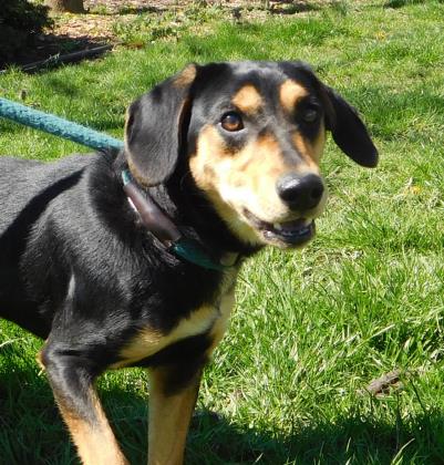 Doxie