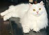 adoptable Cat in powder springs, GA named BONO