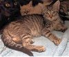 adoptable Cat in powder springs, GA named KIONA