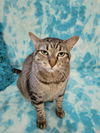 adoptable Cat in Powder Springs, GA named KIONA