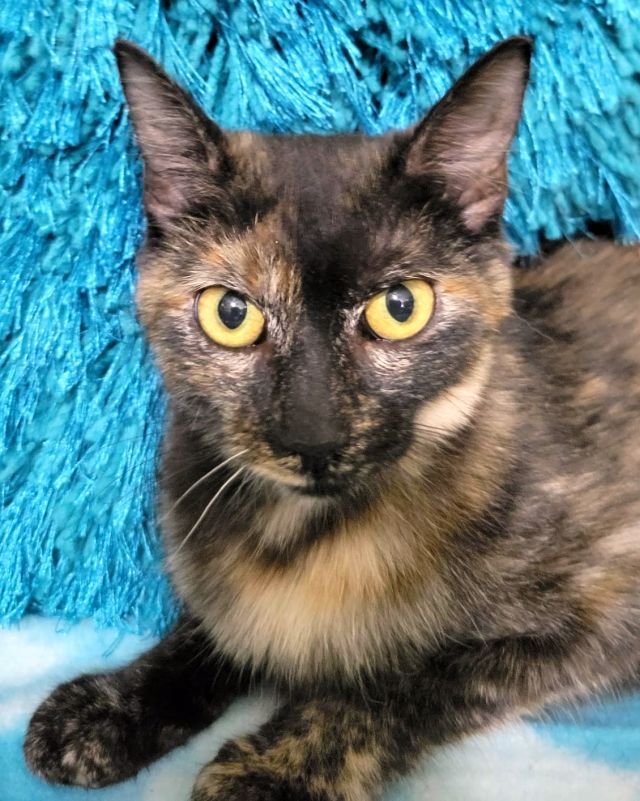adoptable Cat in Powder Springs, GA named CHEWI