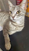 adoptable Cat in powder springs, GA named CANDY