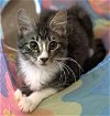 adoptable Cat in powder springs, GA named PITO ITO