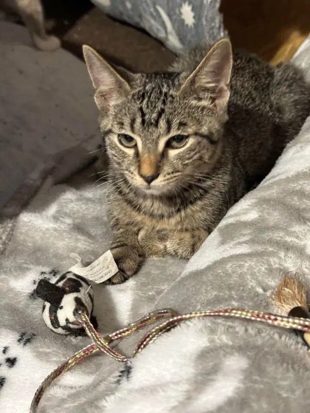 Esmu - Domestic Short Hair