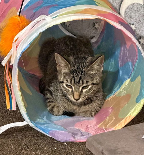 ESMU - Domestic Short Hair available for adoption