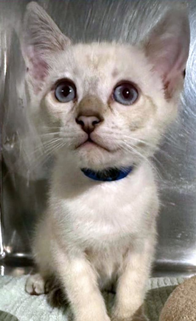 Cats for Adoption in Mcdonough, Alpha Paw