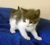 BISCOTTI - Photo 4