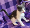 BISCOTTI - Photo 3
