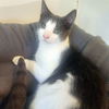 adoptable Cat in powder springs, GA named BISCOTTI