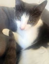 BISCOTTI - Photo 2